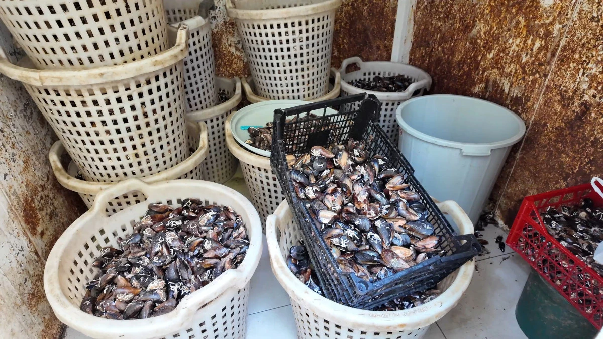 AKDENİZ&rsquo;DE 200 KİLO BOZULMUŞ MİDYE DOLMASI ELE GE&Ccedil;İRİLDİ