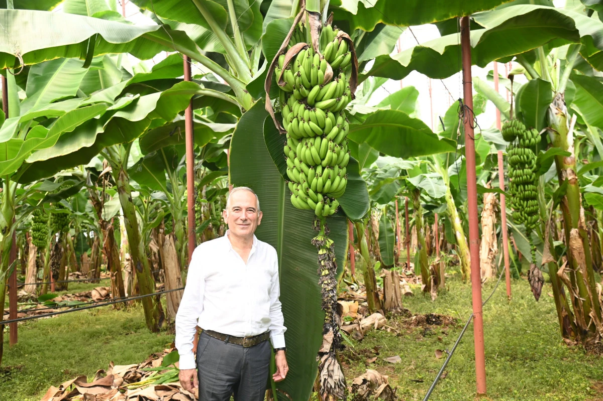 BAŞKAN DENİZ: ‘MUZ ÜRETİCİLERİMİZİ İTHALAT KARŞISINDA EZDİRMEYECEĞİZ’