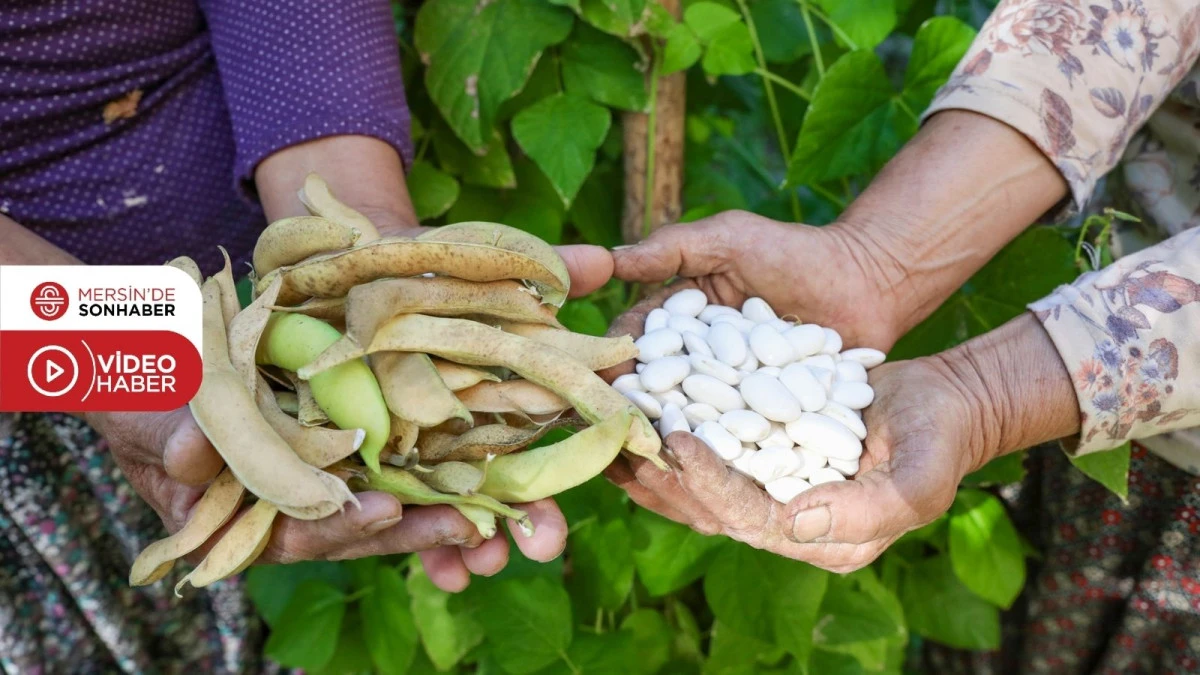 BÜYÜKŞEHİR ATALIK TOHUMLARI GELECEK NESİLLERE AKTARIYOR