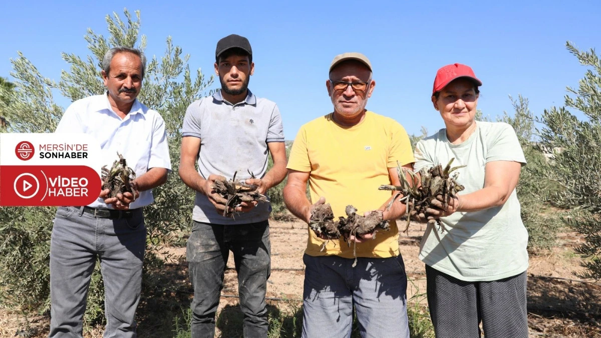 BÜYÜKŞEHİR’DEN ÜRETİCİYE İLK KEZ ENGİNAR YUMRUSU DESTEĞİ…