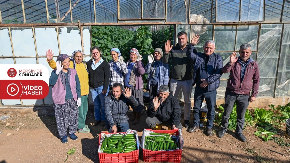 B&Uuml;Y&Uuml;KŞEHİR&rsquo;İN HIYAR FİDESİ DESTEĞİ AYDINCIK&rsquo;TA HASADA D&Ouml;N&Uuml;ŞT&Uuml;