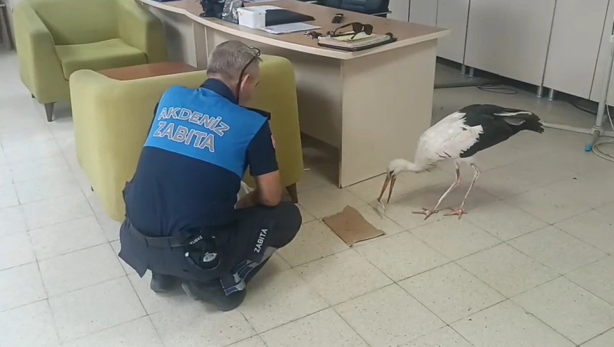 KAZANLI&rsquo;DA YARALI HALDE BULUNAN LEYLEK KORUMA ALTINA ALINDI