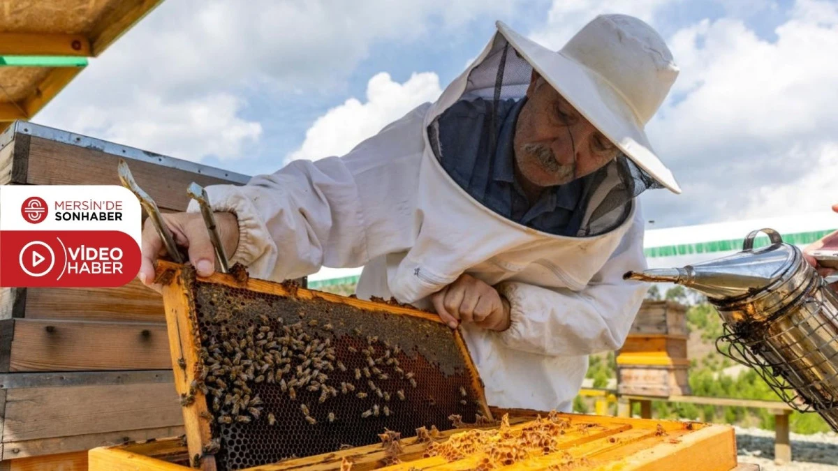MANAVŞA ARI MERASI İLK BALINI VERDİ