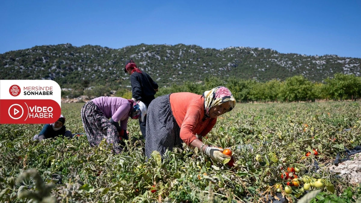 MERSİN BÜYÜKŞEHİR BELEDİYESİ’NDEN YÜZDE 70’İ HİBELİ DOMATES FİDESİ DESTEĞİ
