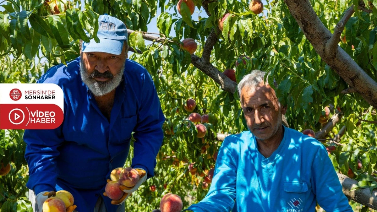 MEZİTLİ BELEDİYESİ &Uuml;RETİCİNİN EMEĞİNE SAHİP &Ccedil;IKIYOR