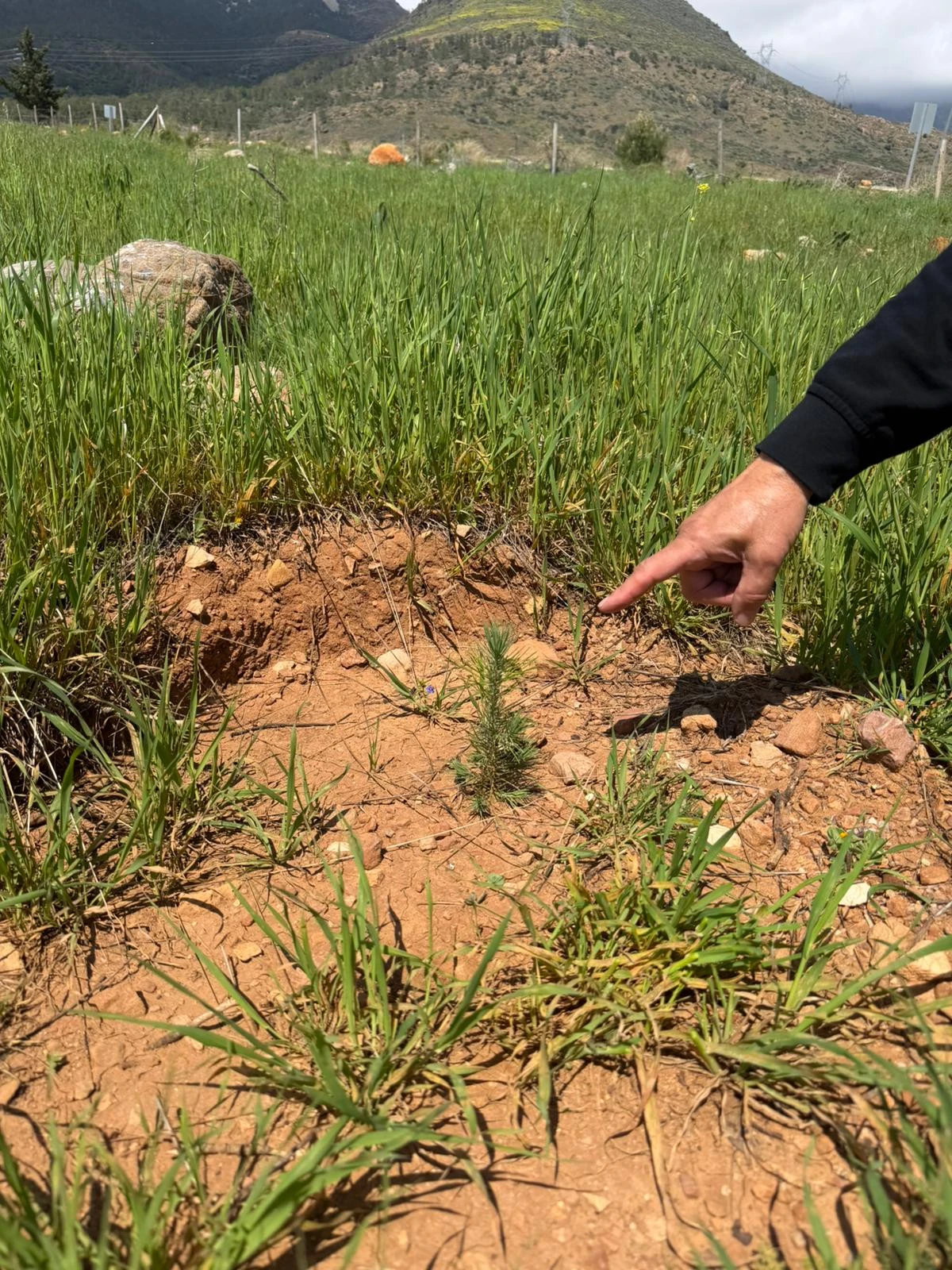 SİLİFKE&rsquo;DE YANAN ORMAN ALANLARINDA AĞA&Ccedil;LANDIRMA &Ccedil;ALIŞMALARI S&Uuml;R&Uuml;YOR