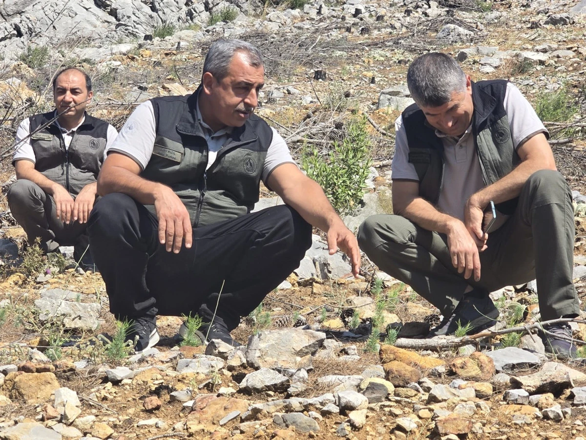 SİLİFKE&rsquo;DE YANGINDAN ZARAR G&Ouml;REN ORMANLIK ALANLARDA İNCELEME YAPILDI
