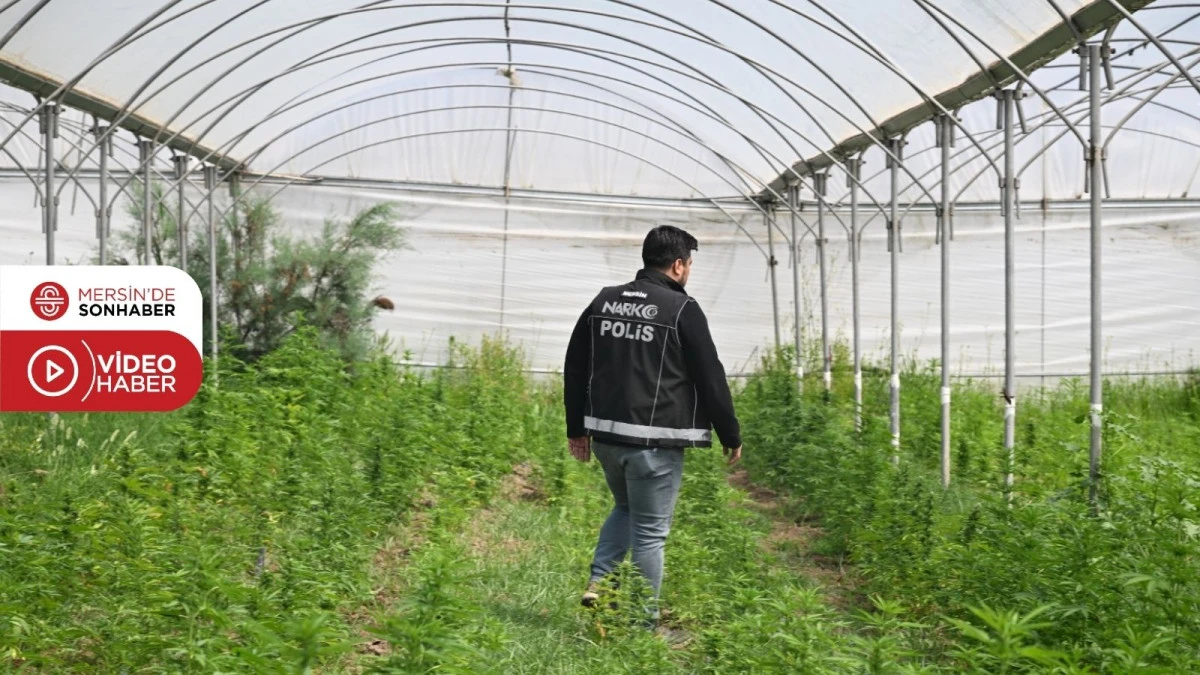 TARSUS&rsquo;TA SERAYA UYUŞTURUCU OPERASYONU: 5 BİN 560 K&Ouml;K KENEVİR ELE GE&Ccedil;İRİLDİ