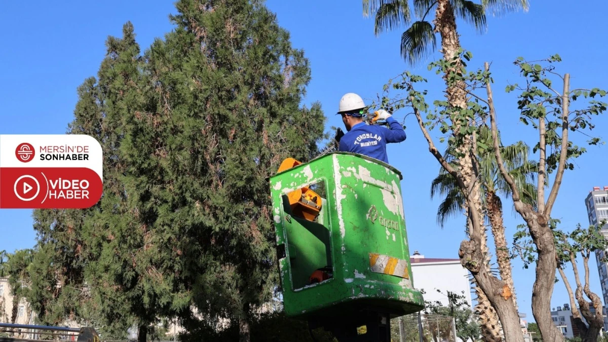 TOROSLAR BELEDİYESİNDEN AĞA&Ccedil;LARA KIŞ BAKIMI