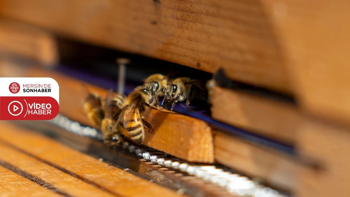 YENİŞEHİR BELEDİYESİ ARI MERASI KURAN TÜRKİYE’DEKİ İLK BELEDİYE OLDU