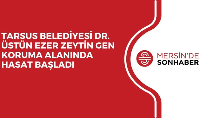 TARSUS BELEDİYESİ DR. ÜSTÜN EZER ZEYTİN GEN KORUMA ALANINDA HASAT BAŞLADI