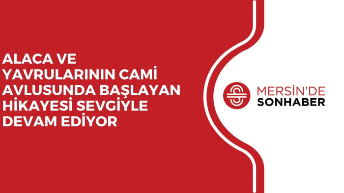 ALACA VE YAVRULARININ CAMİ AVLUSUNDA BAŞLAYAN HİKAYESİ SEVGİYLE DEVAM EDİYOR 