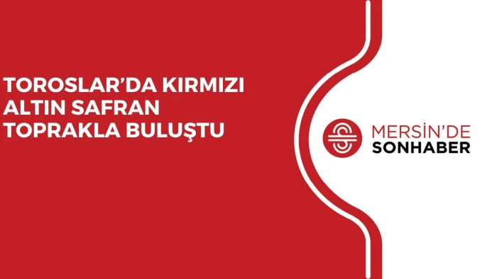 TOROSLAR&rsquo;DA KIRMIZI ALTIN SAFRAN TOPRAKLA BULUŞTU