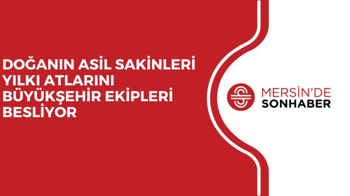 DOĞANIN ASİL SAKİNLERİ YILKI ATLARINI BÜYÜKŞEHİR EKİPLERİ BESLİYOR  