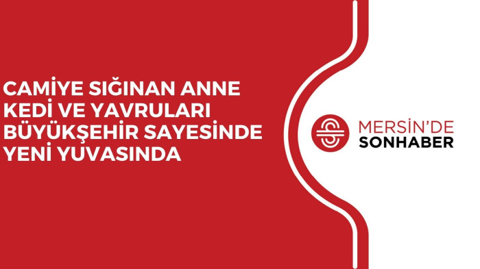 CAMİYE SIĞINAN ANNE KEDİ VE YAVRULARI BÜYÜKŞEHİR SAYESİNDE YENİ YUVASINDA