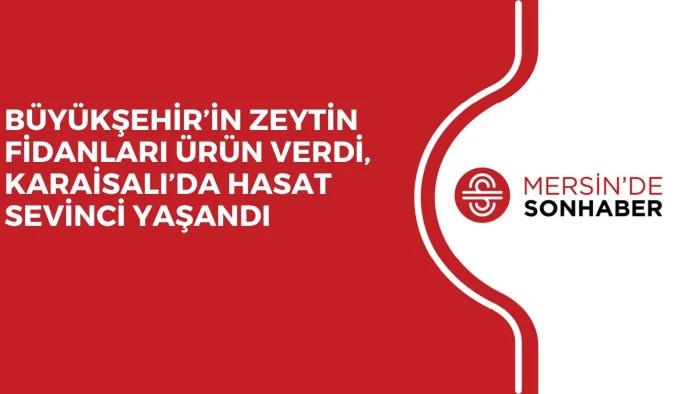 B&Uuml;Y&Uuml;KŞEHİR&rsquo;İN ZEYTİN FİDANLARI &Uuml;R&Uuml;N VERDİ, KARAİSALI&rsquo;DA HASAT SEVİNCİ YAŞANDI